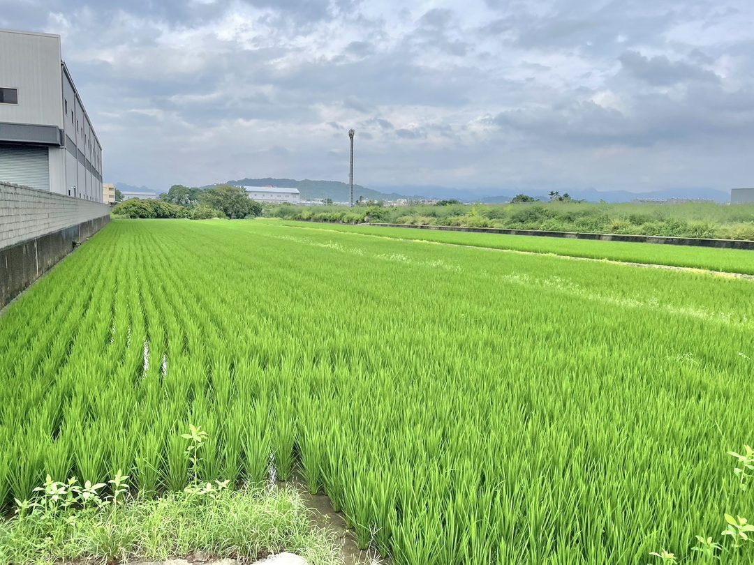 草屯正碧興路 550坪臨24米大路農地 草屯碧興路・近台78快速道路 照片6
