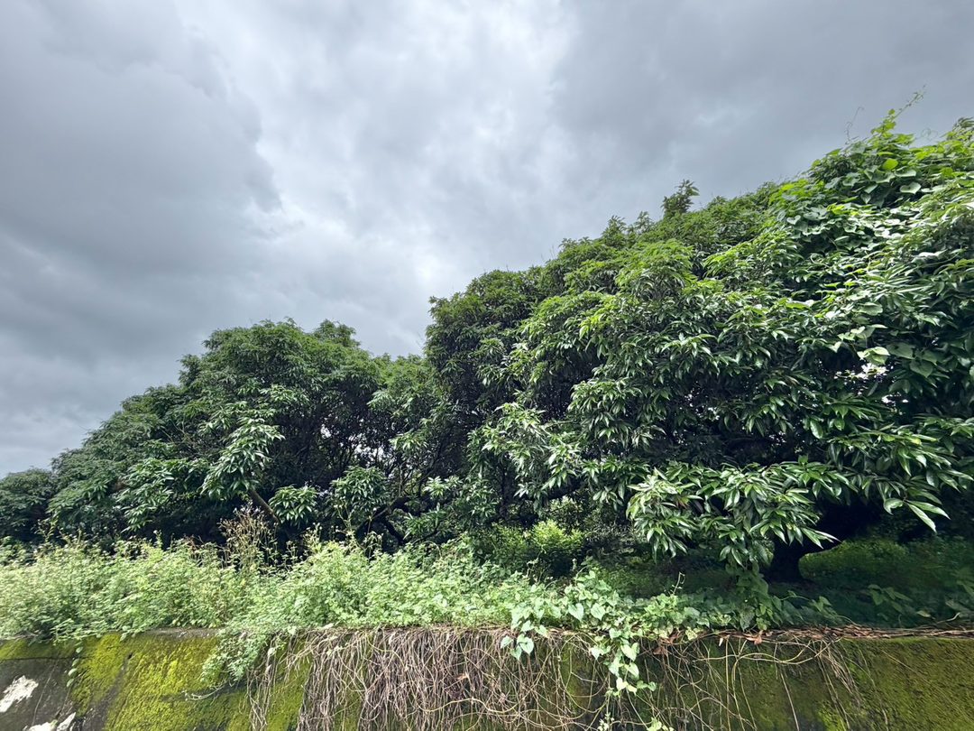 草屯平林國小旁 962坪九九峰景觀農地 草屯平林・平林國小旁 照片10