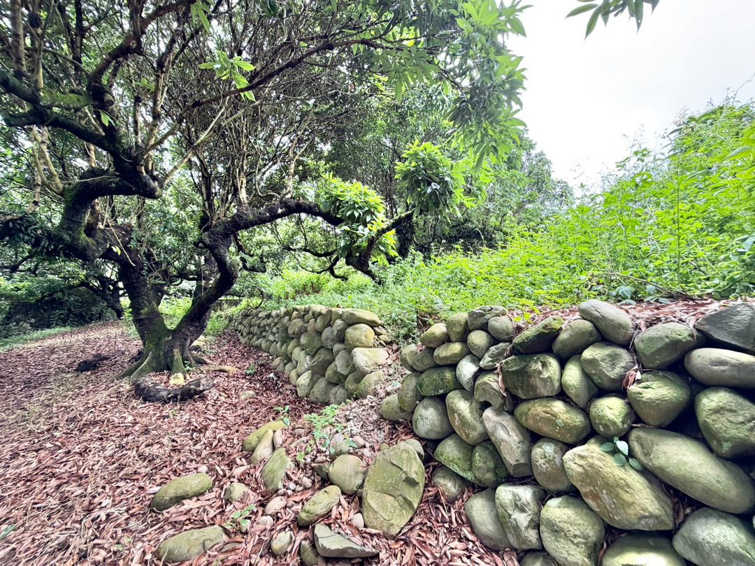 草屯平林國小旁 962坪九九峰景觀農地 草屯平林・平林國小旁 照片11